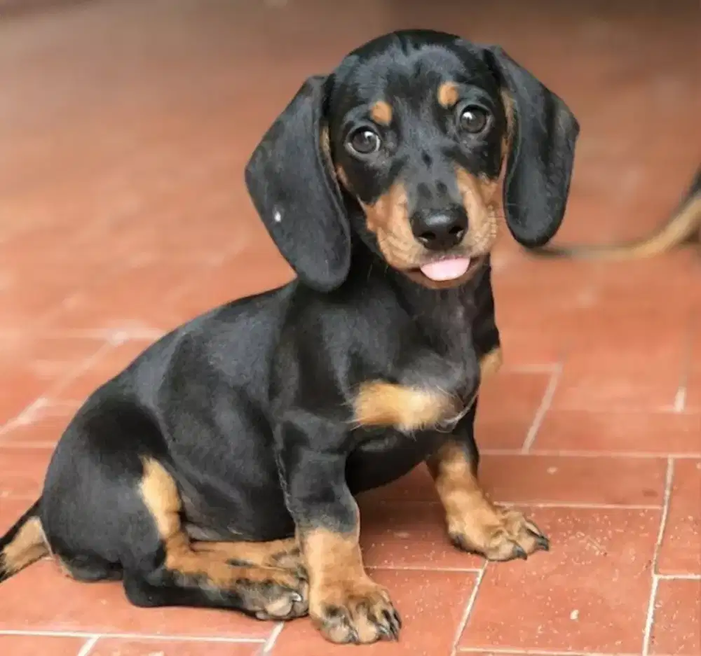 DACHSHUND JANTAN
