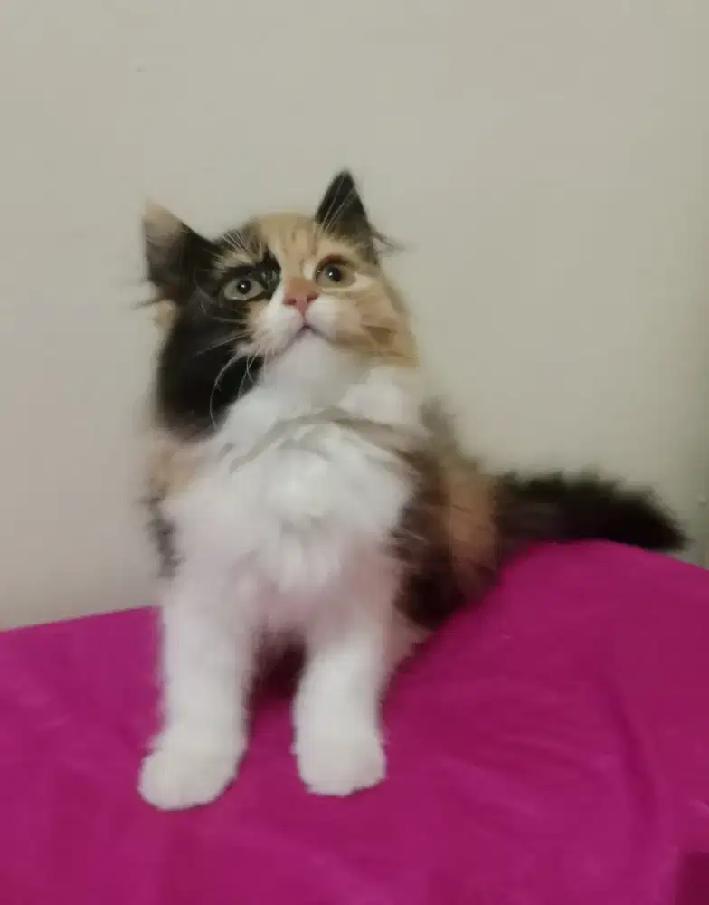 Persia kitten Calico