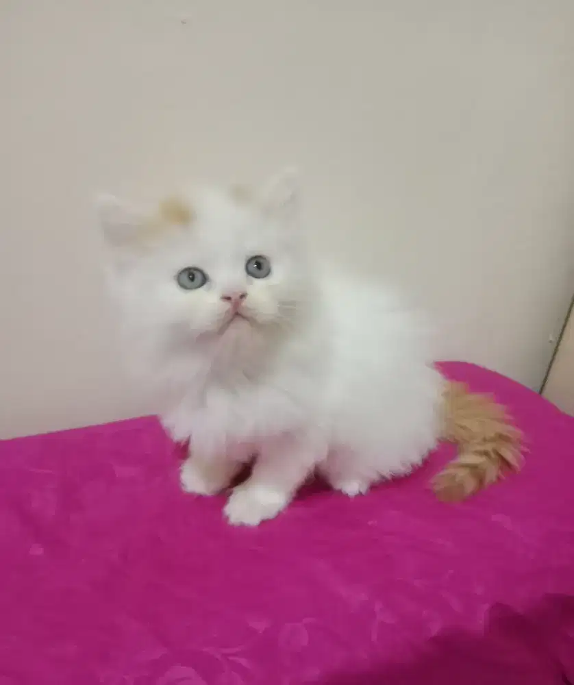 Persia kitten white orange