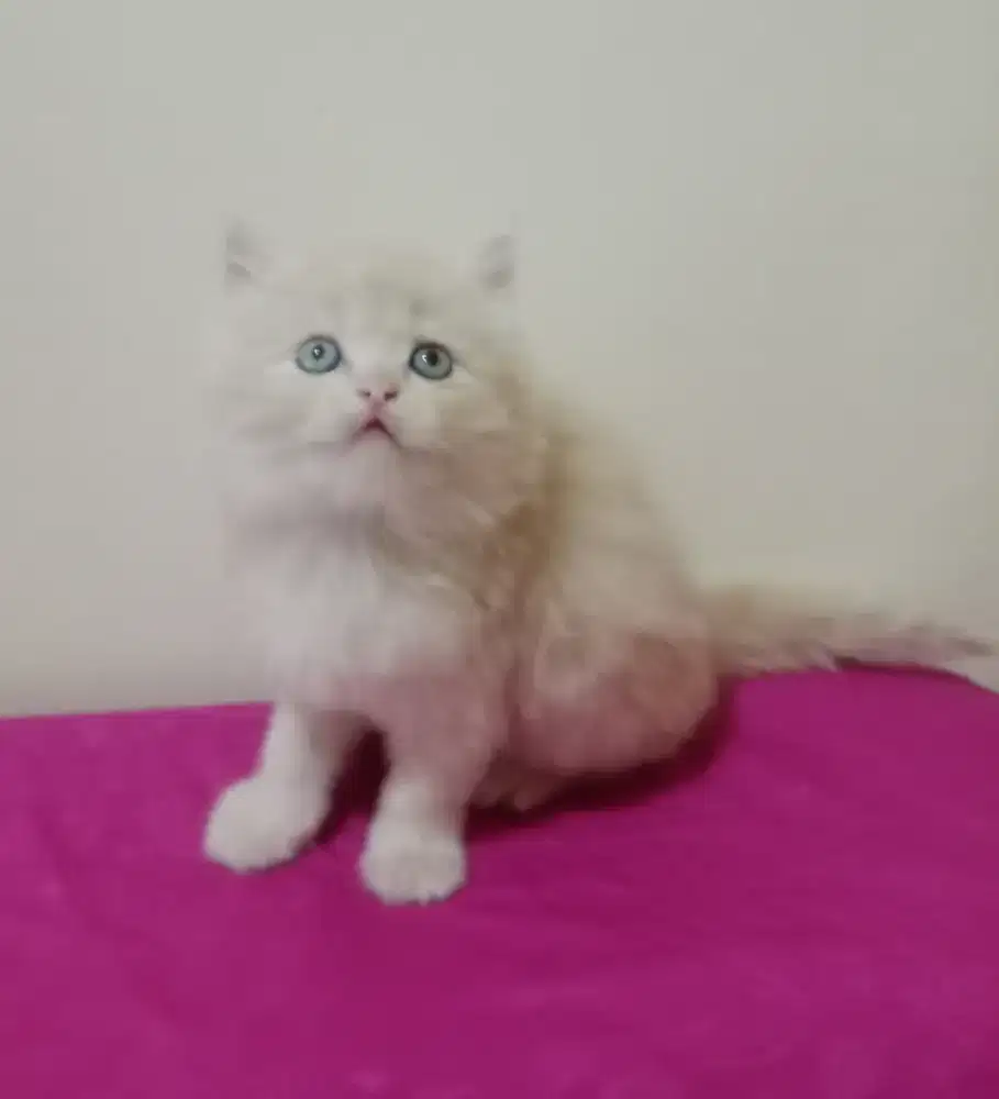 Persia kitten cream