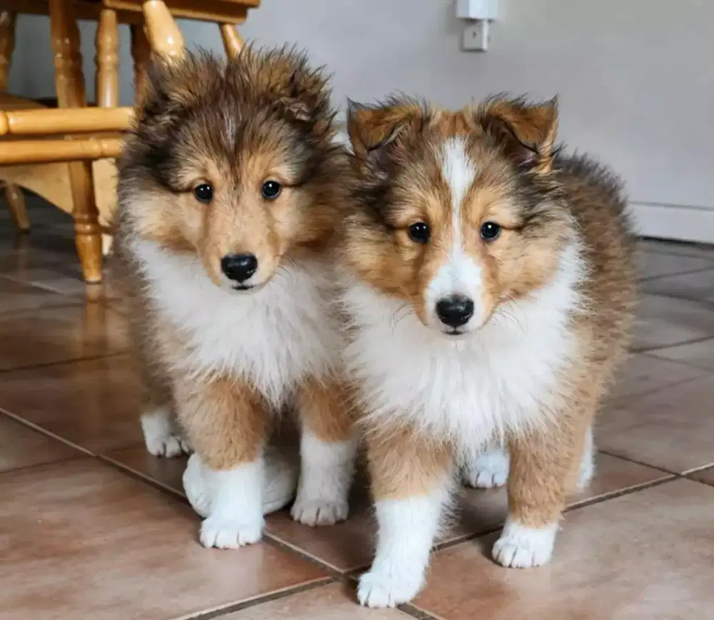 ANJING SHELTIE JANTAN