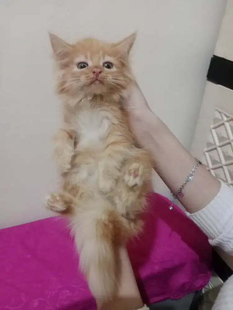 Persia kitten orange