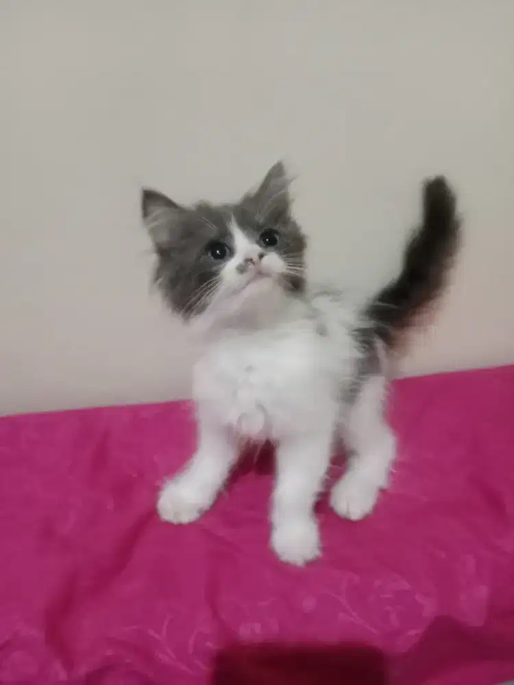 Persia kitten grey white