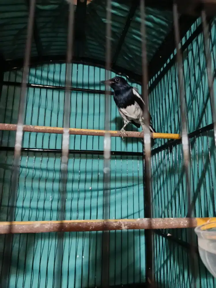 Kacer burja kondisi sehat