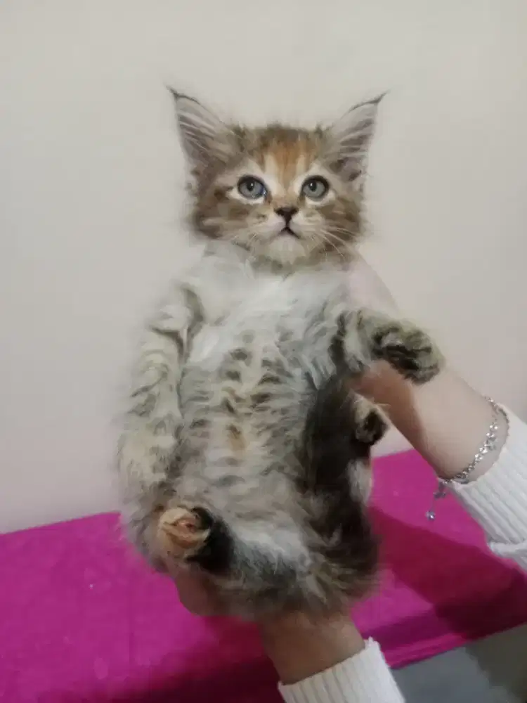 Persia kitten tortie