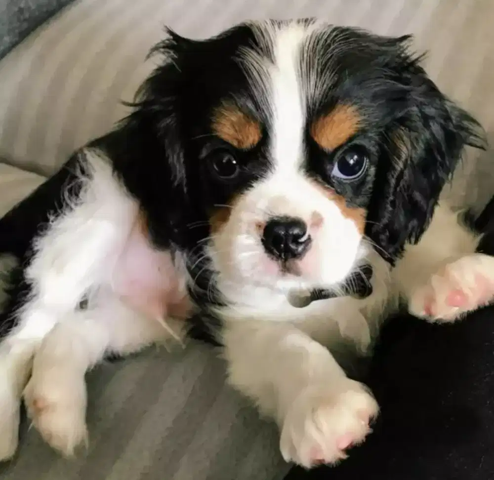 CAVALIER SPANIEL