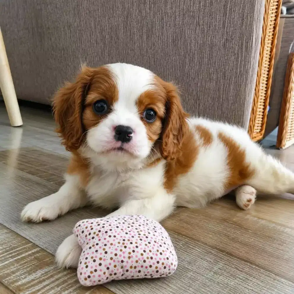 CAVALIER SPANIEL