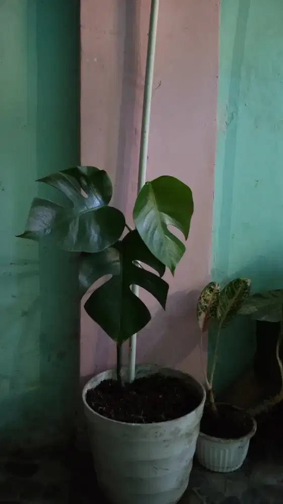 Monstera Sehat Daun Lebat
