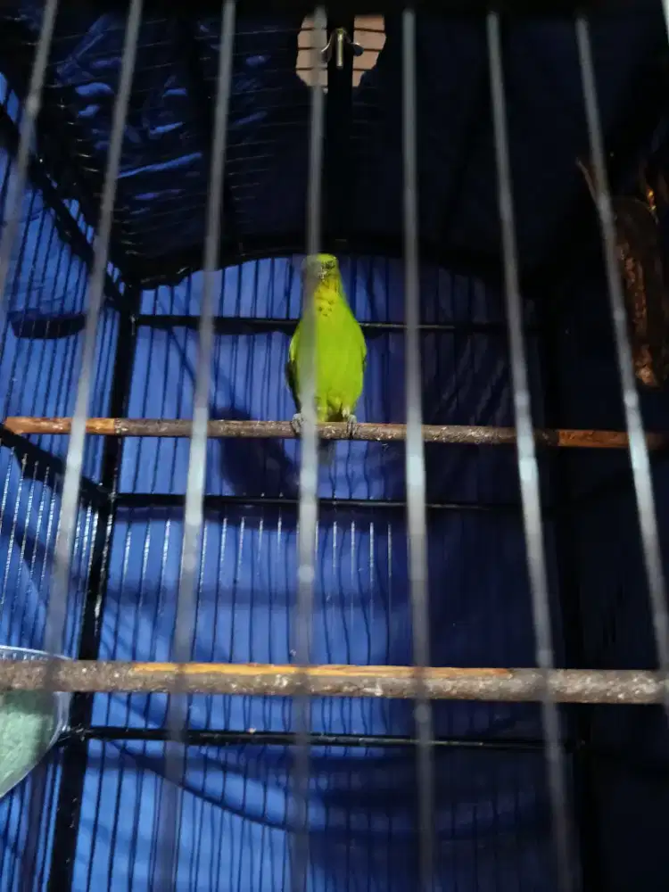Murai hijau trotol jantan burja