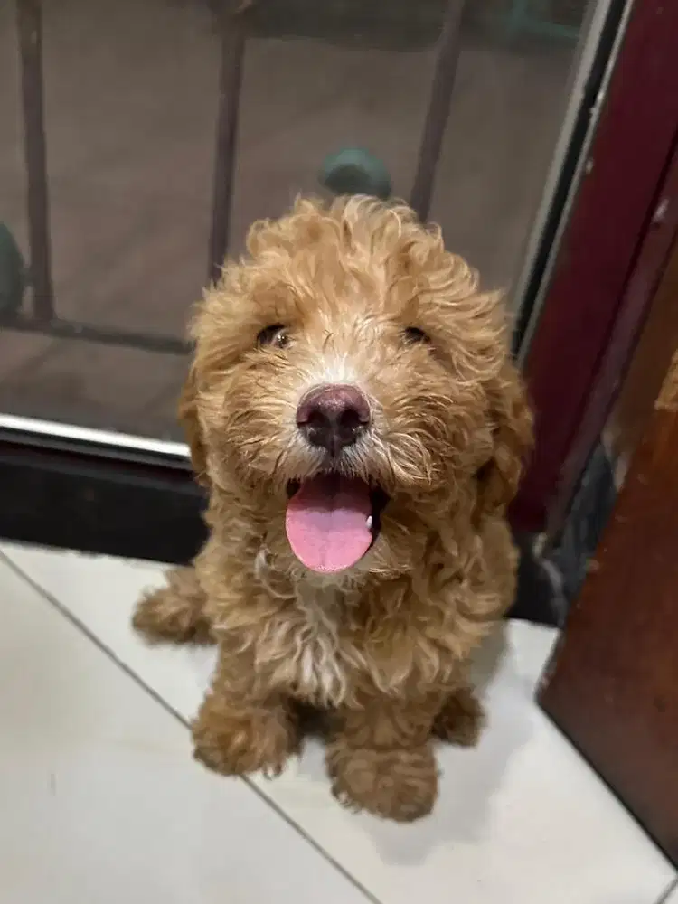 Open Adoption Maltipoo 2.5 Bulan