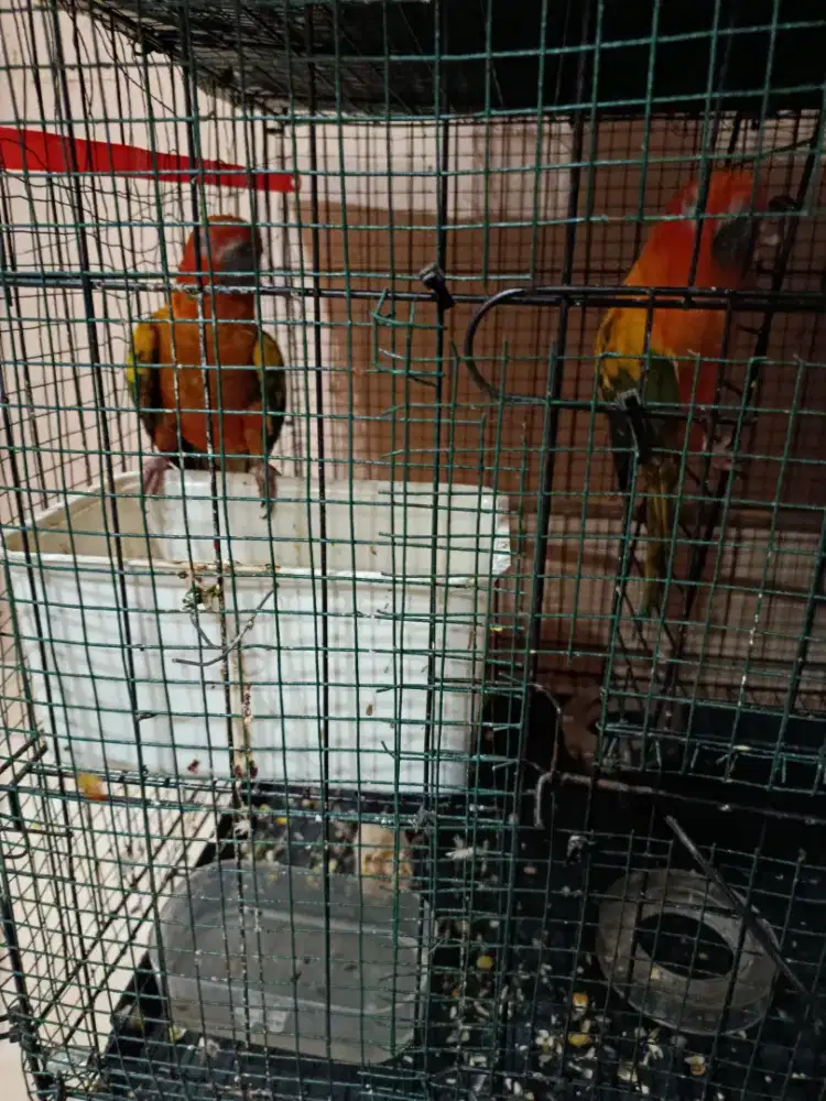 Burung Sounconure sepasang DNA burja