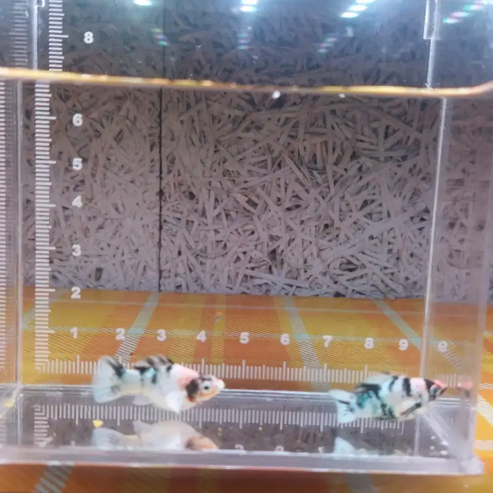 Ikan molly calon induka  pair