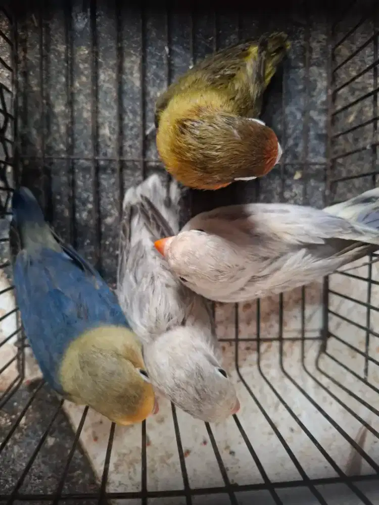 Burung love bird.remaja