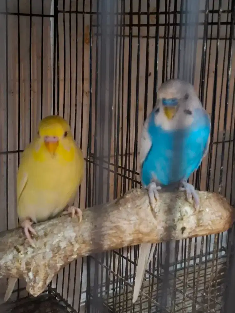 Burung parkit produksi perpasang