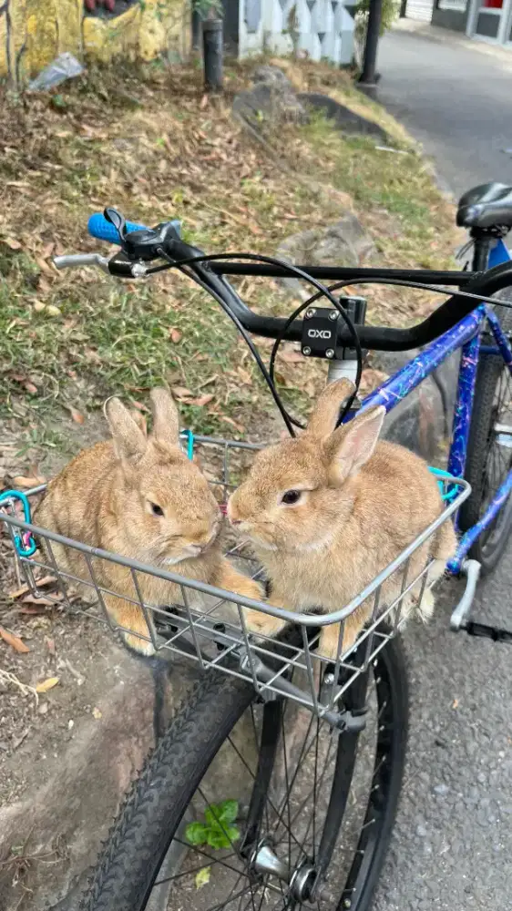 Kelinci Netherland Dwarf