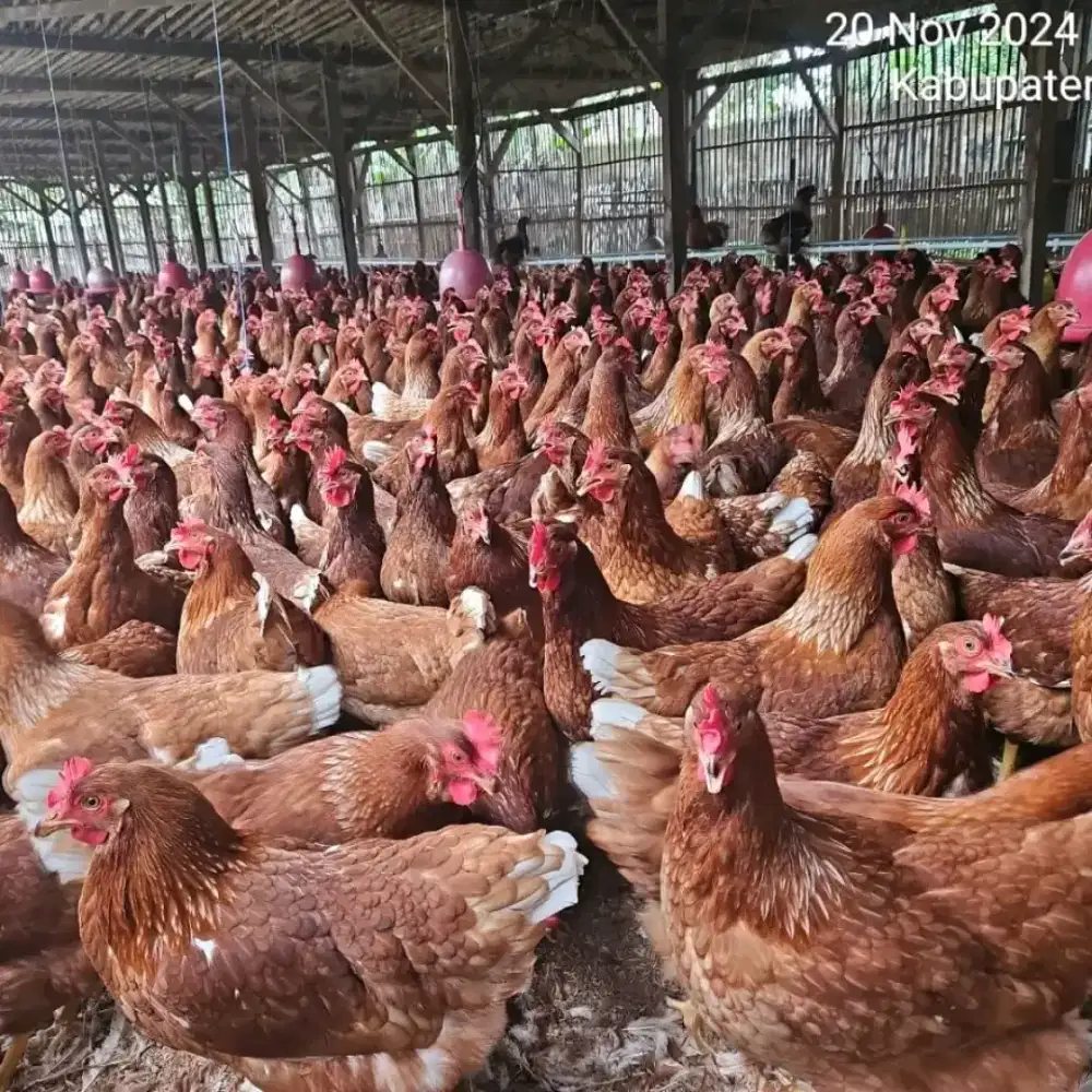 Pulet ayam petelur usia 16-20 minggu