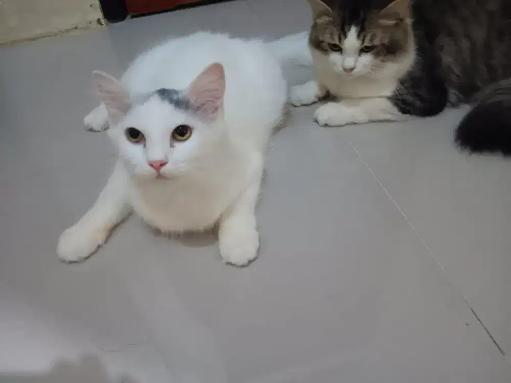 Persia mix yang putih