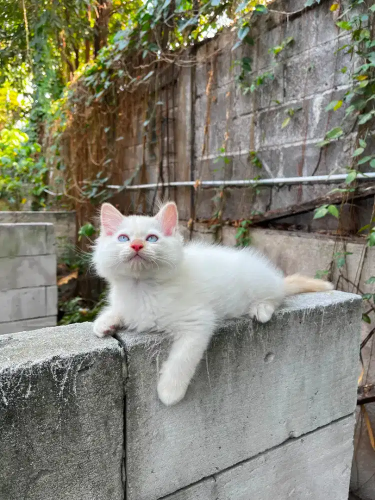 Kitten Himalaya usia 3 bulan