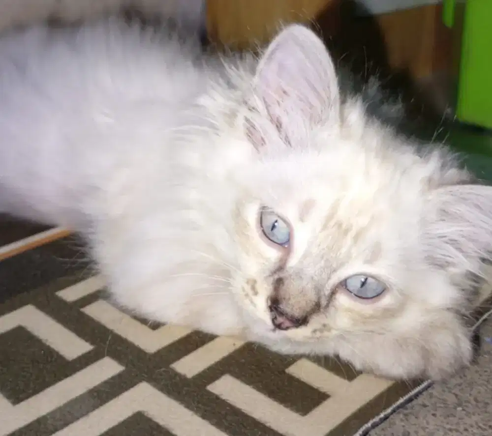 Siap Adopsi Kucing Persia Mix Himalaya