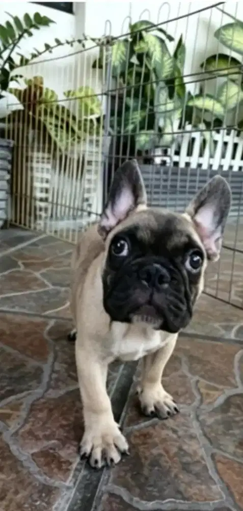 French bulldog jantan