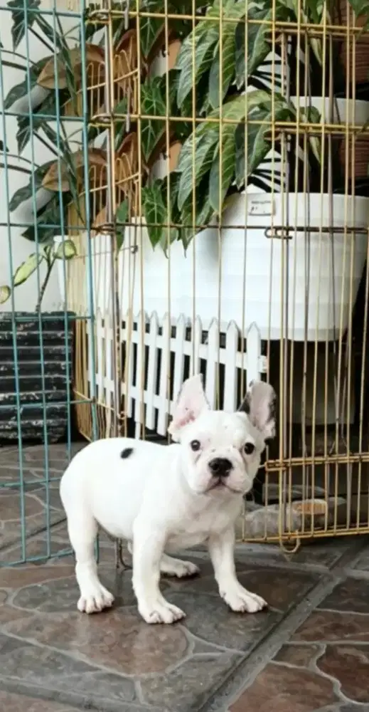 French bulldog jantan