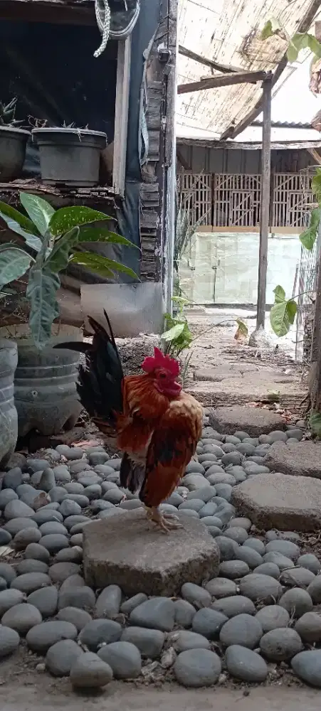 Serama selam jantan