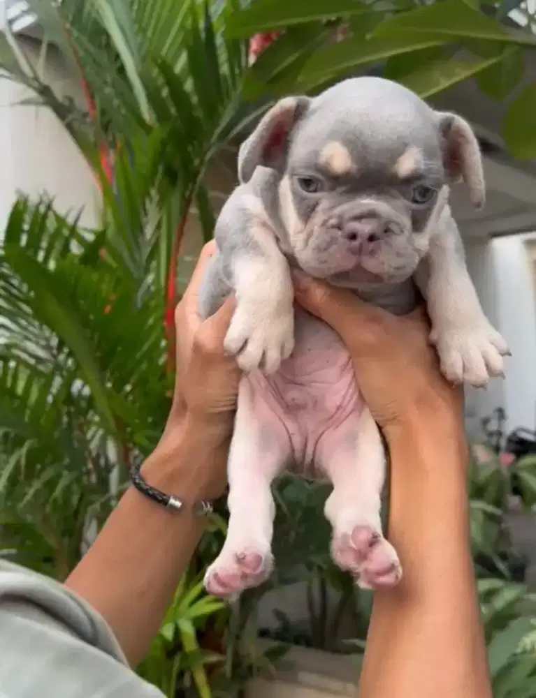 French bulldog jantan antik