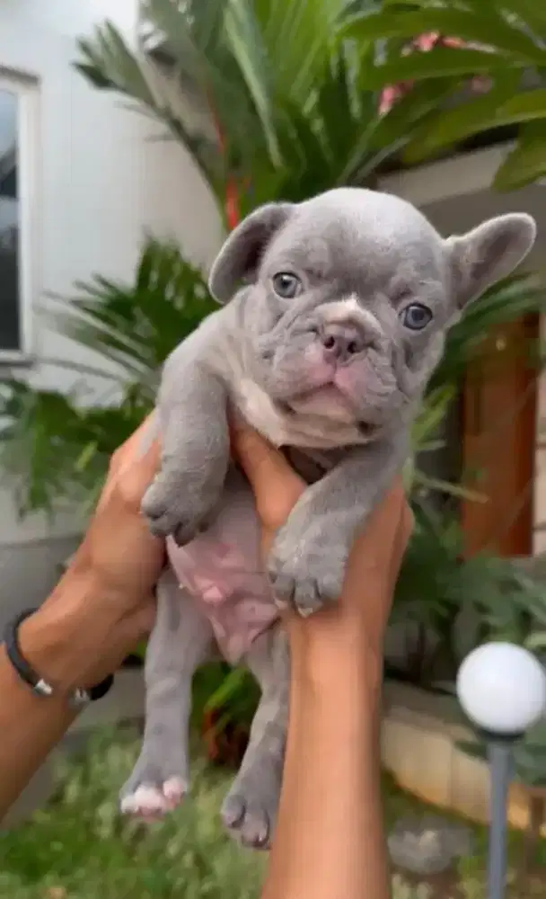 French bulldog jantan