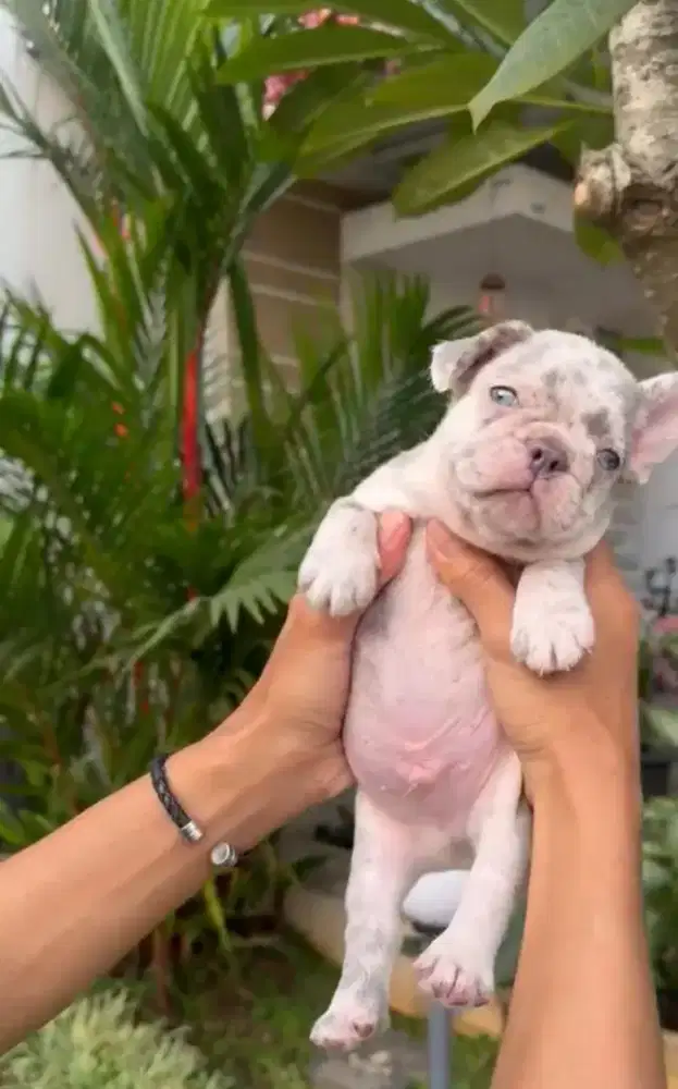 French bulldog jantan