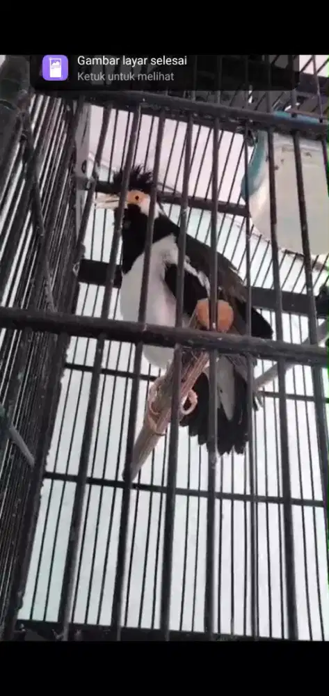 Burung Jalak Suren