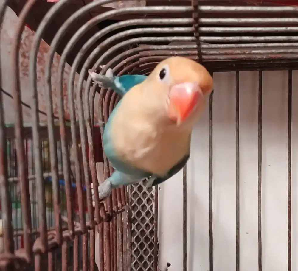 Burung lovebird