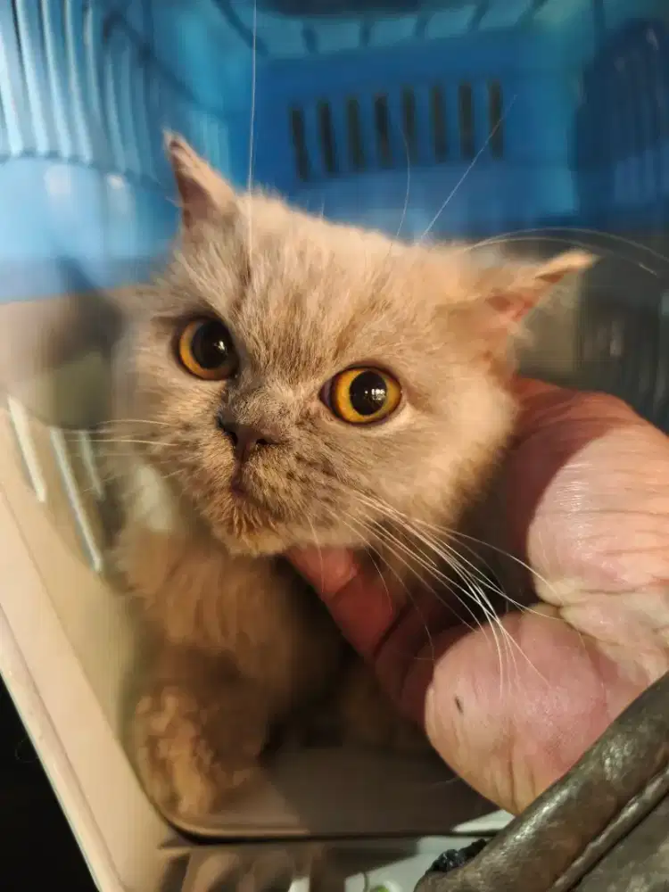 Kucing Persia flat nose Betina
