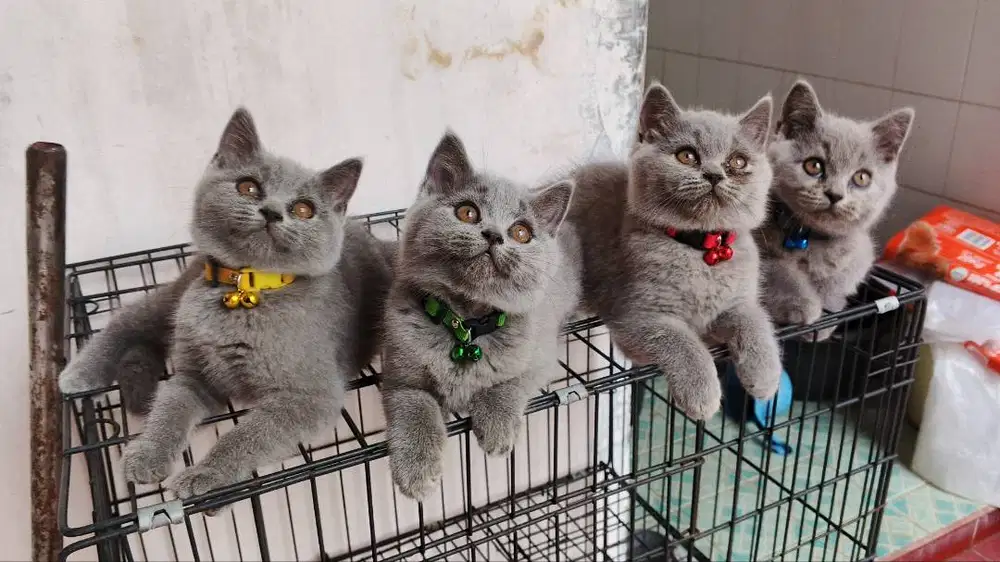 British shorthair blue 3 bulan