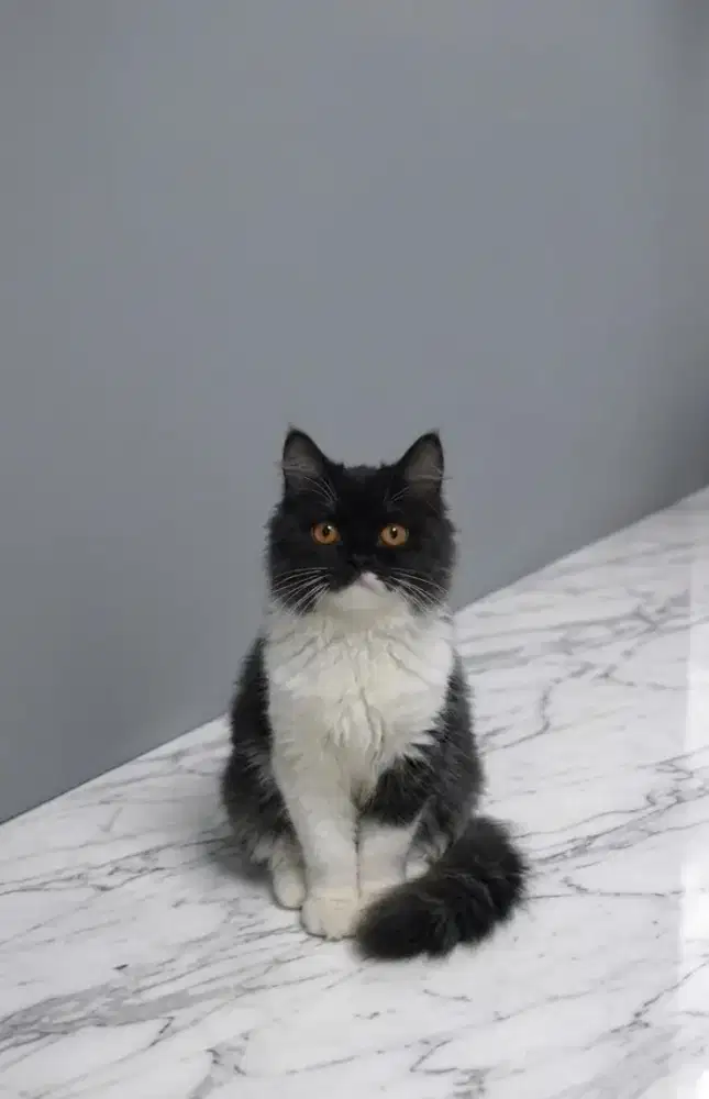 Persian Black white Longhair  (Betina)