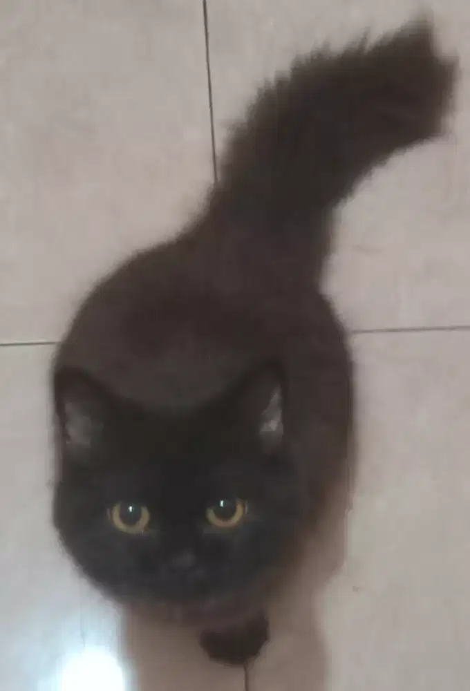Kucing black smoke