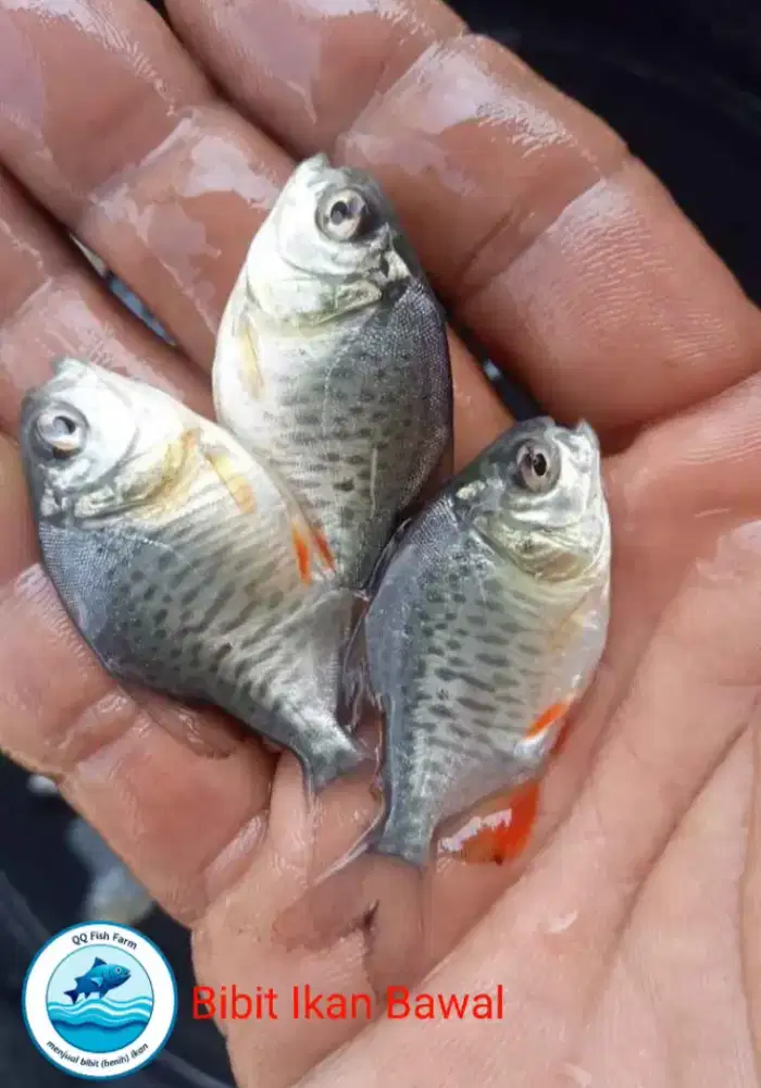 Bibit ikan air tawar