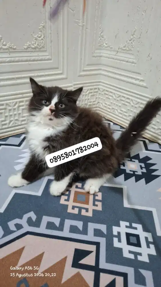 Kucing persia /kitten persia jantan /kucing  persia jantan