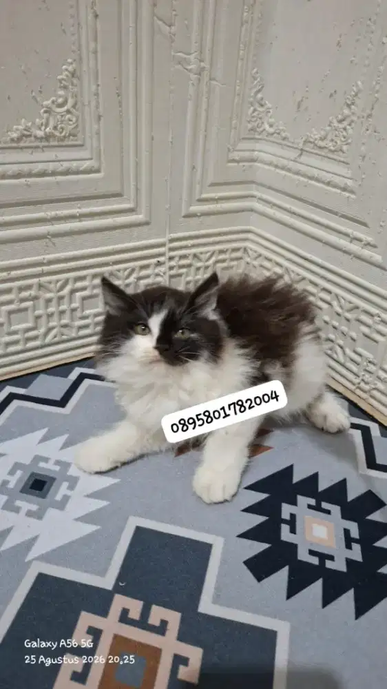 kitten persia /kucing persia  jantan/ kucing persia  jantan