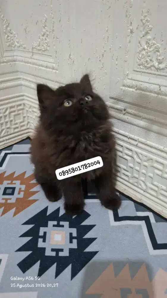 Anak kucing  anggora /kitten persia jantan /kucing persia flatnose
