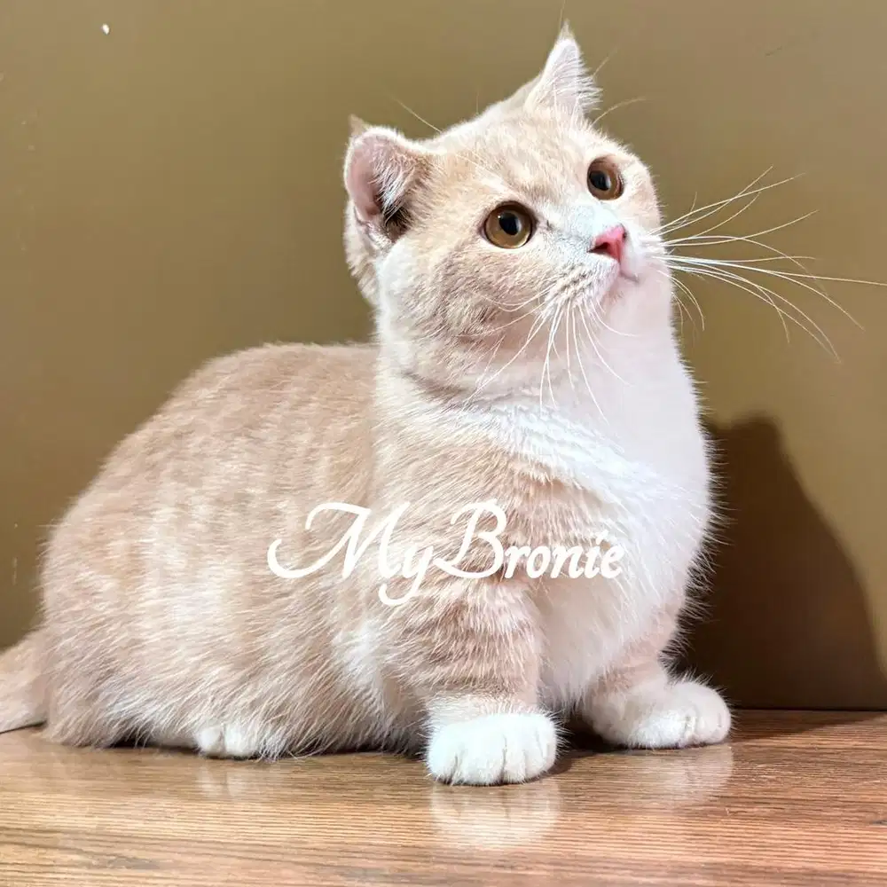 Kucing munchkin scottish gaelic 7 bulan