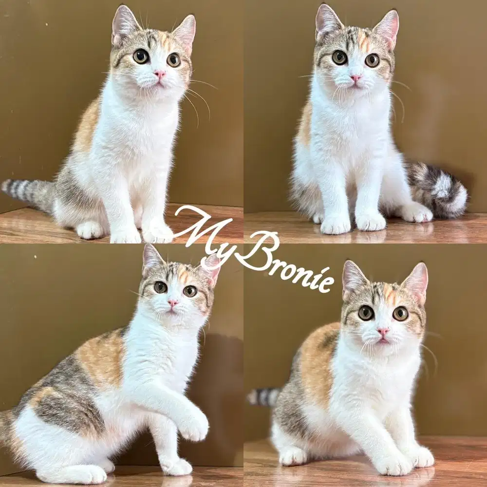 Kucing scottish straight betina