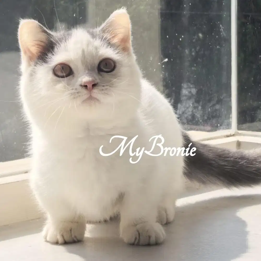 Kucing munchkin british shorthair betina blue van