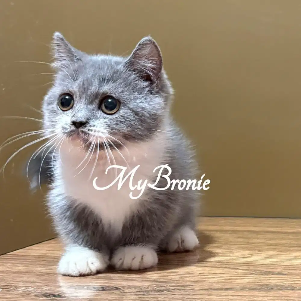 Kucing munchkin british shorthair bicolor