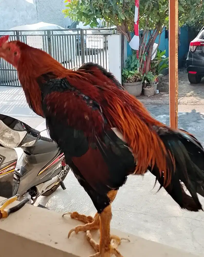 Pacek ayam pakhoy