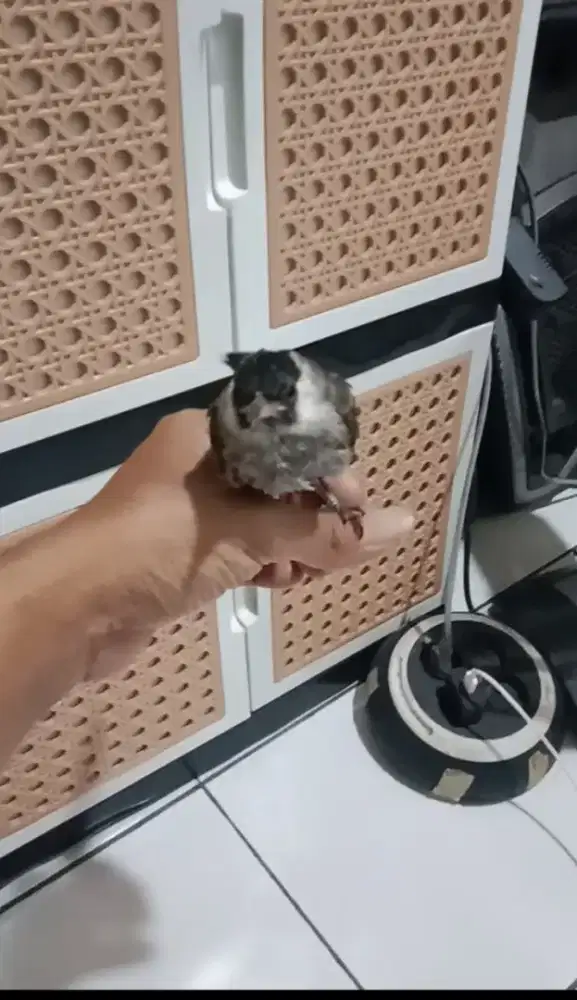 Burung kutilang jinak gacor garuda.pliara dari lolohan