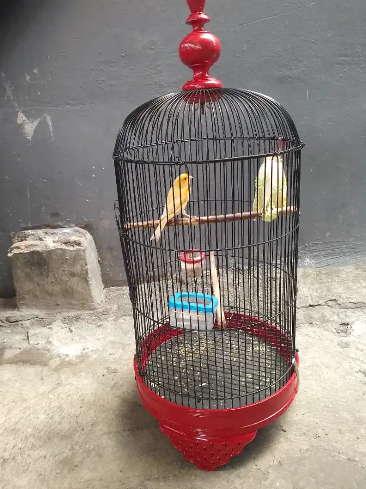 Kenari AF fullset gacor bisa dibawain sampai rumah