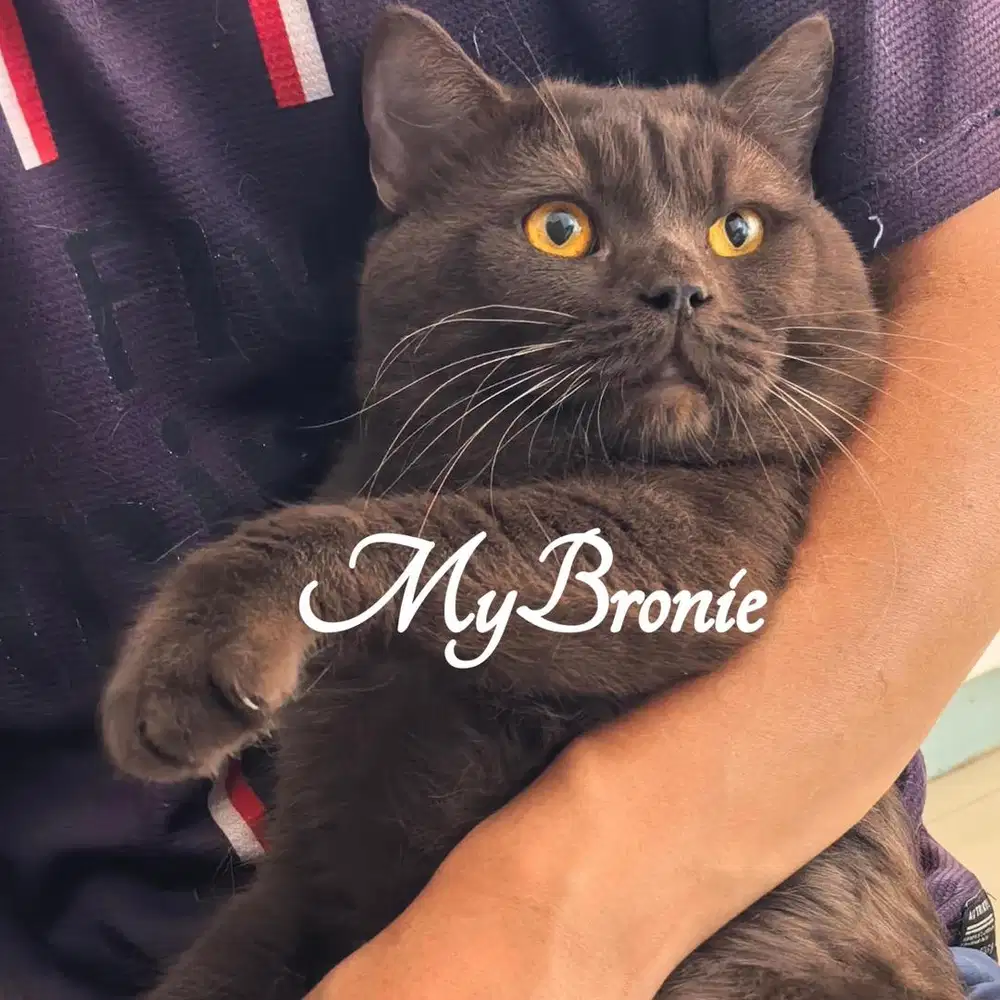 Kucing british shorthair chocolate