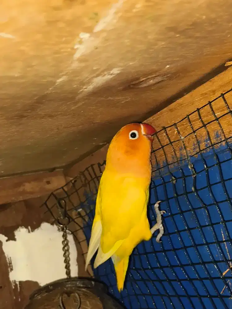 LOVEBIRD JANTAN LUTINO MH