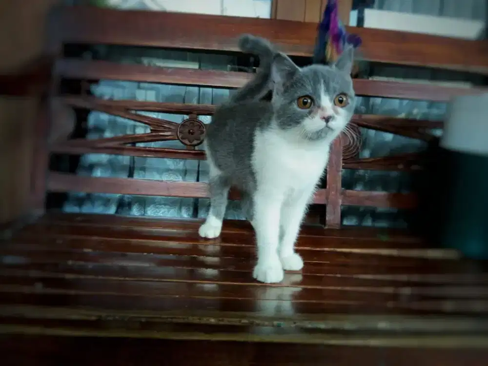 BSH bicolor blue betina