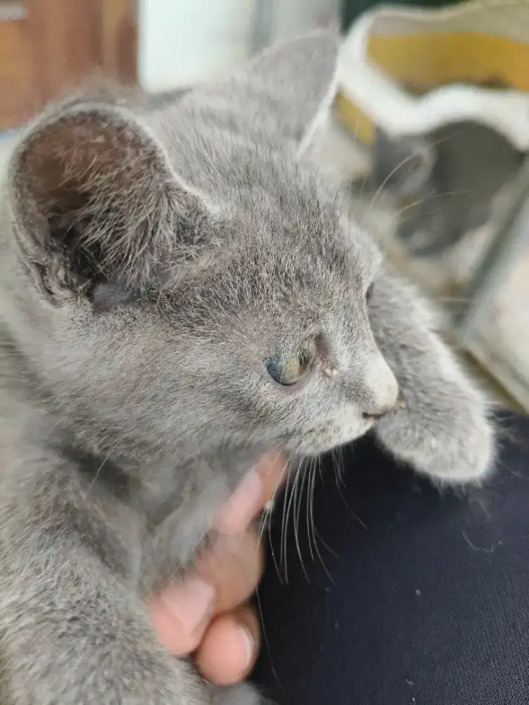 Kucing BSH Lucu Induk dan 4 anaknya